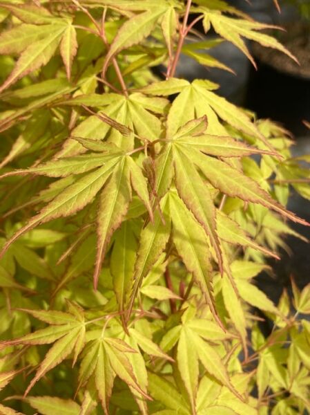 Fächer-Ahorn 'Katsura' / Japanischer Ahorn / Acer palmatum 'Katsura'