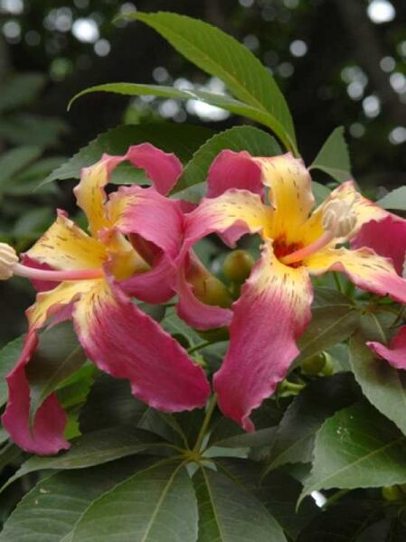 Florettseidenbaum / Wollbaum / Chorisia speciosa