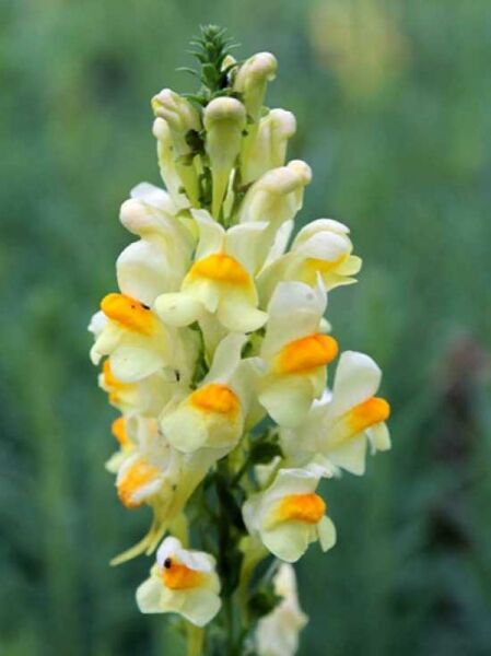 Linaria vulgaris (Gewöhnliches Leinkraut) mit gelb-weißen Blüten und orangefarbenem Schlund in aufrechter Blütenähre