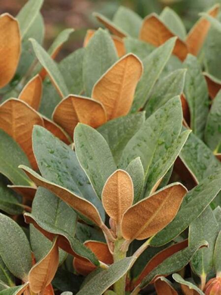 Rhododendron 'Svendbardii' / Rhododendron bureavii x sikangense var. exquisitum 'Svendbardii'