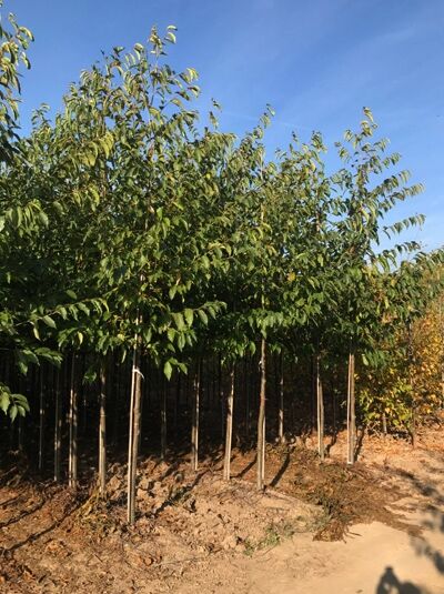 Alnus spaethii / Purpur-Erle Hochstamm 16-18 StU m. Db., Baum mit geradem Stamm und dichter, grüner Krone in Baumschule