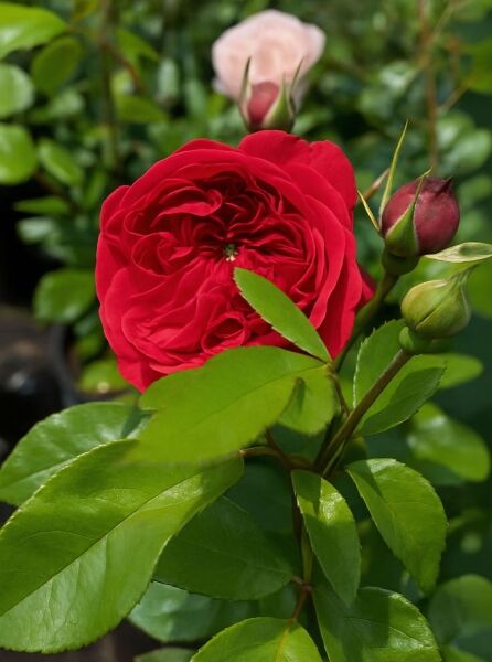 Rosa 'Out of Rosenheim'® / Beetrose 'Out of Rosenheim'® mit roter, gefüllter Blüte, Knospen und grünem Laub