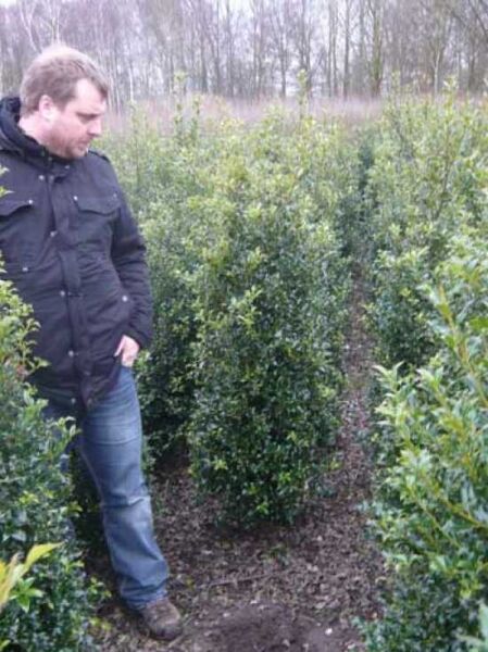 Europäische Stechpalme 'Alaska'  / Ilex aquifolium 'Alaska'