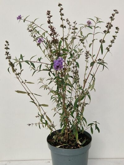 Buddleja davidii 'Nanho Blue' (Sommerflieder) im Topf, 40–60 cm C3, mit violetten Blütenrispen und schmalen grünen Blättern.