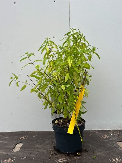 Bartblume Caryopteris clandonensis 'Summer Sorbet ®', Strauch im schwarzen C3-Topf, 30–40 cm, grünes Laub mit gelbem Etikett