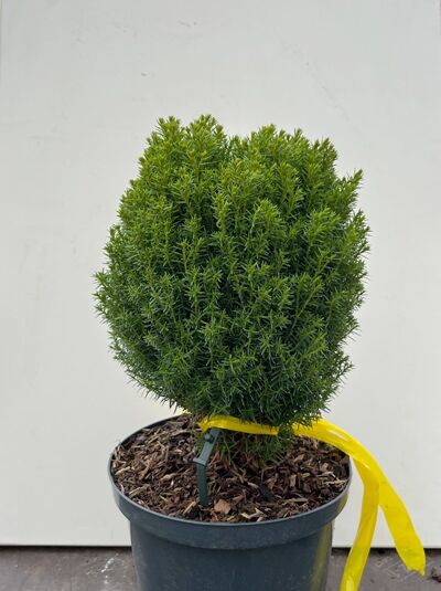 Kuschel-Lebensbaum 'Teddy' - Thuja occidentalis 'Teddy'
