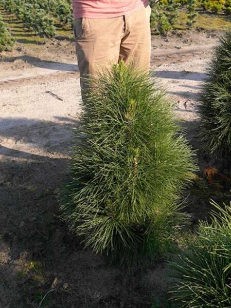 Pinus nigra 'Obelisk' / Säulen-Schwarzkiefer 'Obelisk'