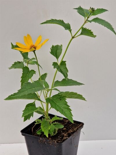 Heliopsis helianthoides var. scabra 'Spitzentänzerin' (Sonnenauge 'Spitzentänzerin') im Topf, grüne Blätter, gelbe Blüte.