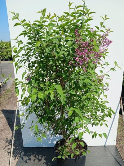 Chinesischer Flieder 'Saugeana' / Königsflieder 'Saugeana' - Syringa chinensis 'Saugeana'