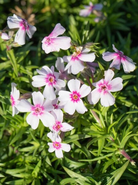 Polster Phlox 'Coral Eye' / Polster Phlox 'Coral Eye'