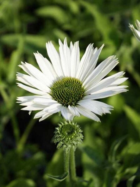 Purpur-Sonnenhut 'Virgin ®' / Echinacea purpurea 'Virgin ®'
