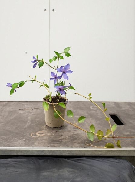 Vinca balcanica / Großblättriges Immergrün P9, Topfpflanze mit blauvioletten Blüten und langen, rankenden Trieben.