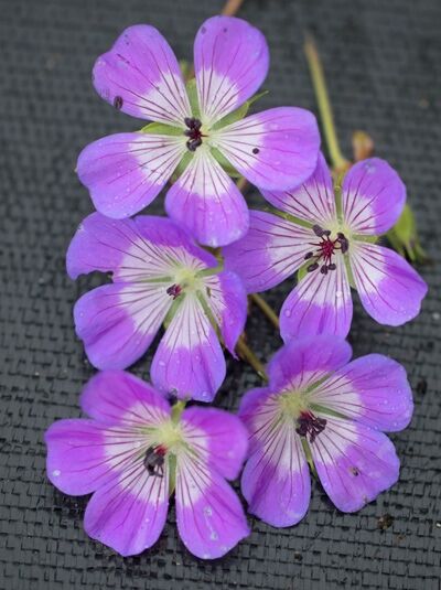 Garten-Storchschnabel 'Sweet Heidy ®' - Geranium wallichianum 'Sweet Heidy ®'