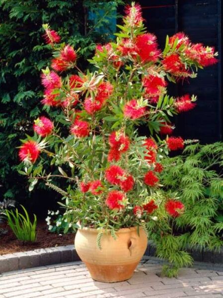 Callistemon viminalis 'Captain Cook' / Zylinderputzer 'Captain Cook'