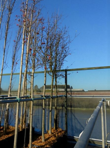 Pflaumenblättriger Weißdorn 'Splendens' (Crataegus persimilis/Crataegus prunifolia) Hochstamm, Containerbaum mit Stamm und Krone.