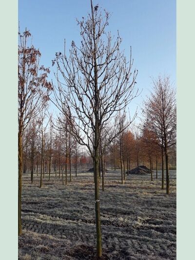 Blumen-Esche / Manna-Esche / Fraxinus ornus
