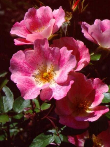 Rosa 'Pink Meidiland ®' / Bodendeckerrose 'Pink Meidiland'