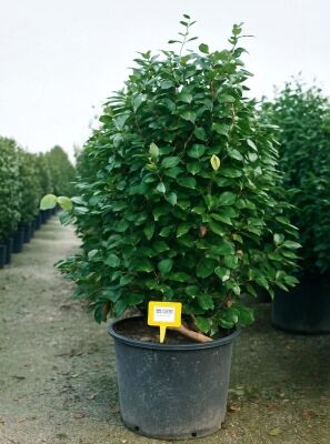 lonicera maigrün schneiden Heckenkirsche Maigrün - Lonicera nitida Maigruen main image 1