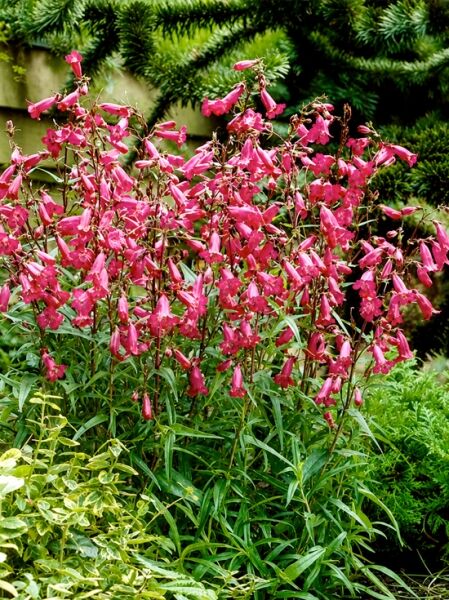Großblütiger Bartfaden 'Rich Ruby ®' - Penstemon 'Rich Ruby ®'