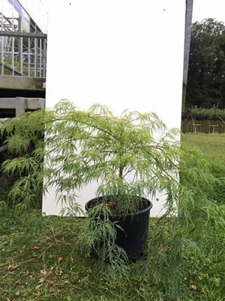Grüner Schlitz-Ahorn (Acer palmatum 'Dissectum') 60–80 cm breit im C20-Topf, grünes fein geschlitztes Laub, buschiger Wuchs