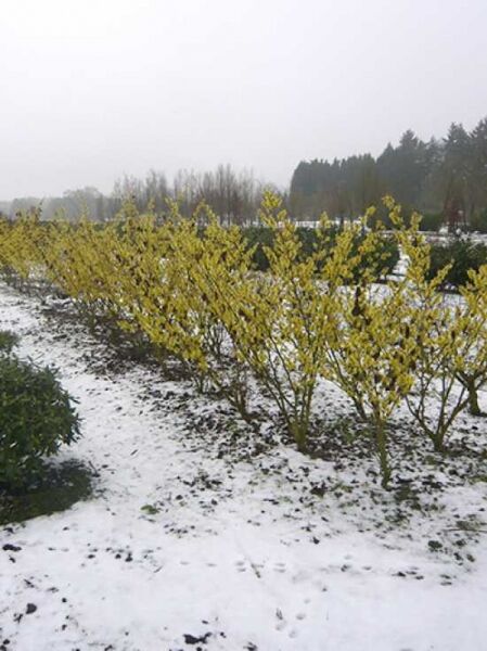Zaubernuss 'Westerstede' / Zaubernuss 'Westerstede'
