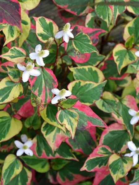 Chamäleonpflanze / Eidechsenschwanz / Houttuynia cordata 'Chameleon'