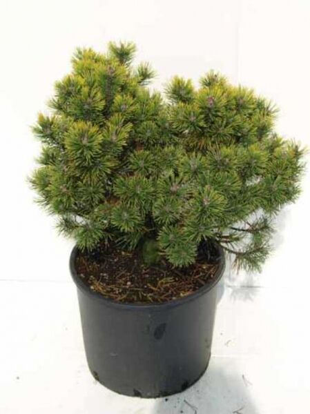 Pinus mugo 'Ophir' / gelbe Zwergkiefer / Bergkiefer 'Ophir'