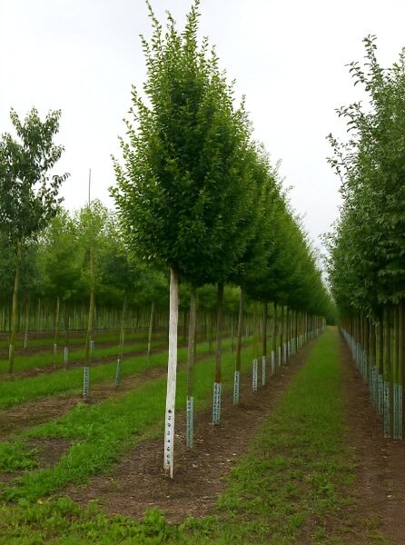 Säulen-Hainbuche (Carpinus betulus 'Fastigiata') Hochstamm, pyramidenförmige Krone, 18–20 StU mit Drahtballen.