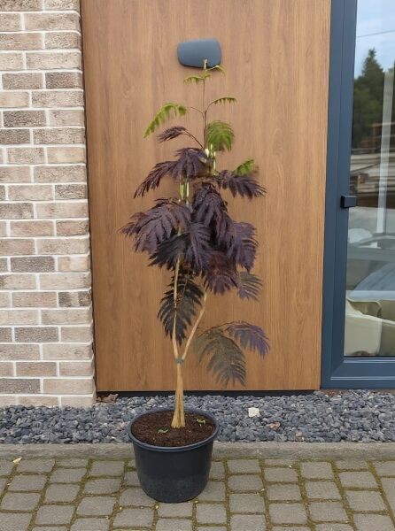 Seidenbaum Albizia julibrissin 'Chocolate Fountain' 80-100 cm C20 im Pflanztopf, junger Stamm mit dunkelviolettem Laub.