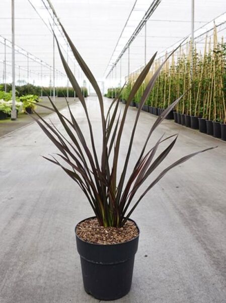 Phormium tenax 'Platt's Black' / Neuseeländer-Flachs 'Platt's Black', dunkelrote, schmale Blätter im Topf, 80–100 cm, C10