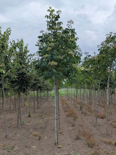 Tetradium daniellii (Euodia hupehensis) Samthaarige Stinkesche/Bienenbaum/Honigesche Hochstamm 14-16 StU mit Drahtballierung, Baum im Feld