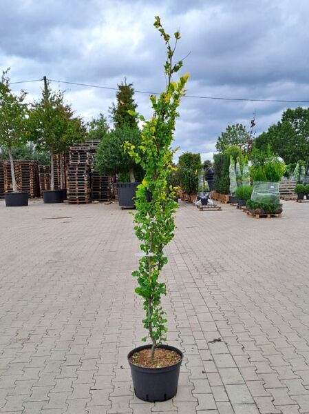 Gold-Ulme / Ulmus hollandica 'Wredei' / Ulmus carpinifolia 'Wredei'