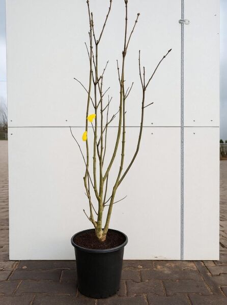 Syringa vulgaris 'Katherine Havemeyer' (Gartenflieder) als mehrtriebiger Strauch im Container C20, ca. 100–125 cm.