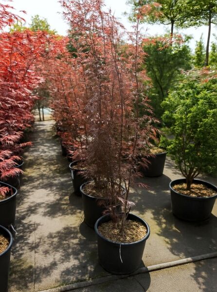 Fächer-Ahorn 'Atrolineare' (Acer palmatum 'Atrolineare'), Japanischer Ahorn im Topf, rotlaubig, 150-175 cm, C35