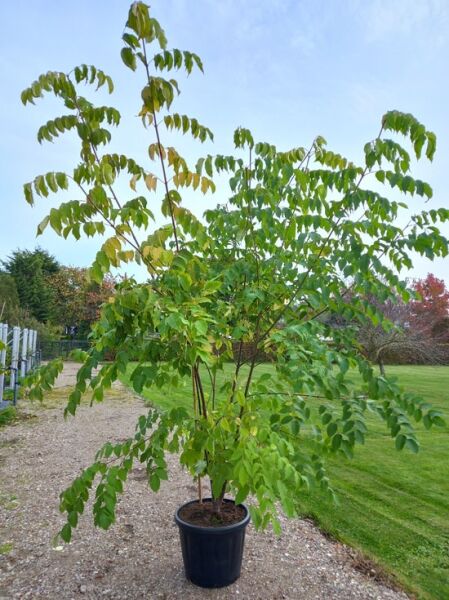 Tetradium daniellii (Euodia hupehensis) Samthaarige Stinkesche/Bienenbaum 250-300 cm C80, mehrstämmiger Baum im Container