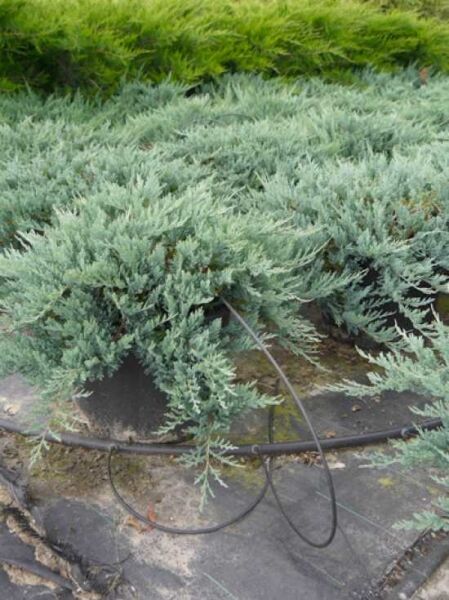 Juniperus horizontalis 'Blue Chip' / Blauer Kriech-Wacholder, flach wachsendes, blaugrünes Nadelgehölz, 60–70 cm breit, C25