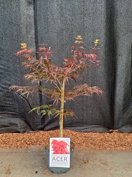 Dunkelroter Schlitz-Ahorn Acer palmatum 'Dissectum Garnet', 40–50 cm, im C4-Topf, mit dunkelrotem, fein geschlitztem Laub.