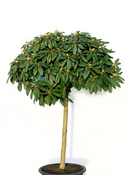 Rhododendron yakushimanum 'Polaris' / Rhododendron 'Polaris' auf Stamm 40–60 cm, dichte Krone mit grünen Blättern und Knospen