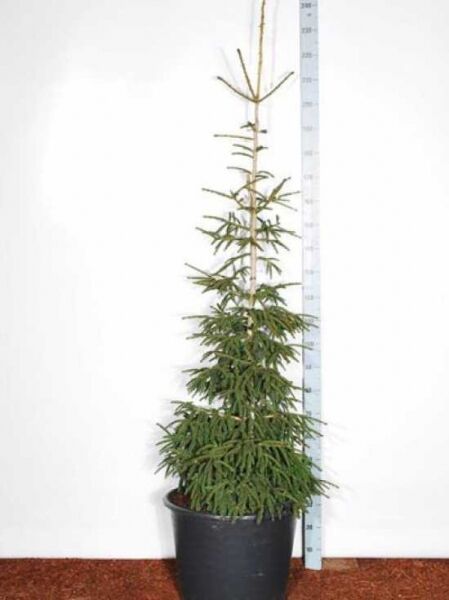 Picea orientalis 'Aureospicata' / Goldspitzenfichte 180-200 cm C50 im Container, schlanker Nadelbaum mit aufrechtem Leittrieb.
