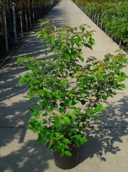 Cornus alternifolia (Wechselblättriger Hartriegel) im Container C12, ca. 100–125 cm, mehrtriebiger Strauch mit grünem Laub.