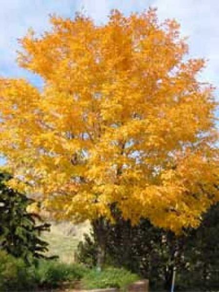 Cladrastis kentukea / Cladrastis lutea / Amerikanisches Gelbholz 'mehrstämmig'