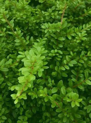 Heckenkirsche 'Elegant' - Lonicera nitida 'Elegant' - Baumschule NewGarden