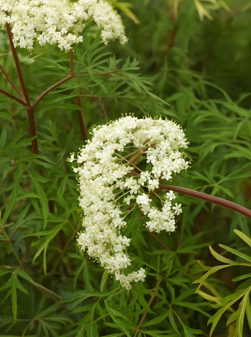 Geschlitztbl ttriger Holunder Laciniata Sambucus Nigra Laciniata 