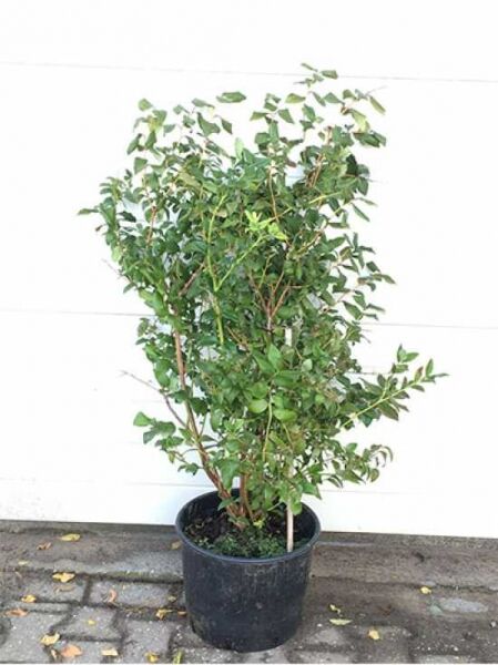 Heidelbeere 'Bluecrop' (Vaccinium corymbosum) 60–80 cm im schwarzen Pflanztopf, buschiger Strauch mit grünen Blättern.