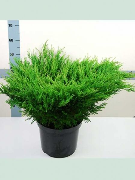 Juniperus horizontalis 'Andorra Compact' / Teppich-Wacholder 'Andorra Compact', breitwachsender Nadelstrauch im Topf, 50–60 cm breit, C12