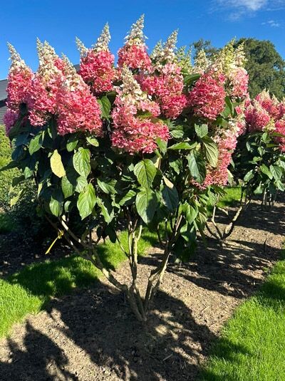 Hydrangea paniculata 'Pinky Winky ®' (Rispen-Hortensie) Schirmform 150-175 cm, mehrstämmiger Strauch mit rosa-weißen Blütenrispen