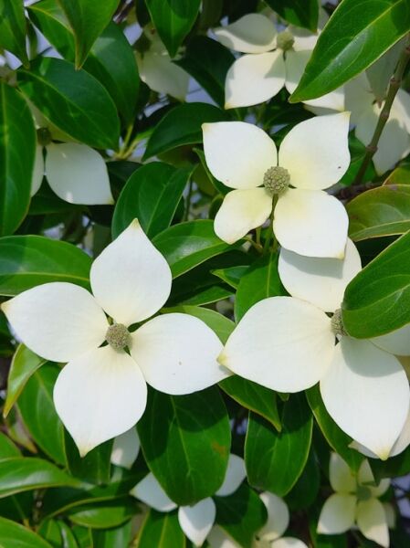 Chinesischer Hartriegel ’Empress of China’ / Cornus angustata ’Empress of China‘