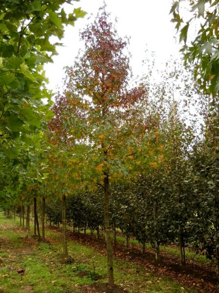 Amberbaum 'Lane Roberts' / Liquidambar styraciflua 'Lane Roberts'