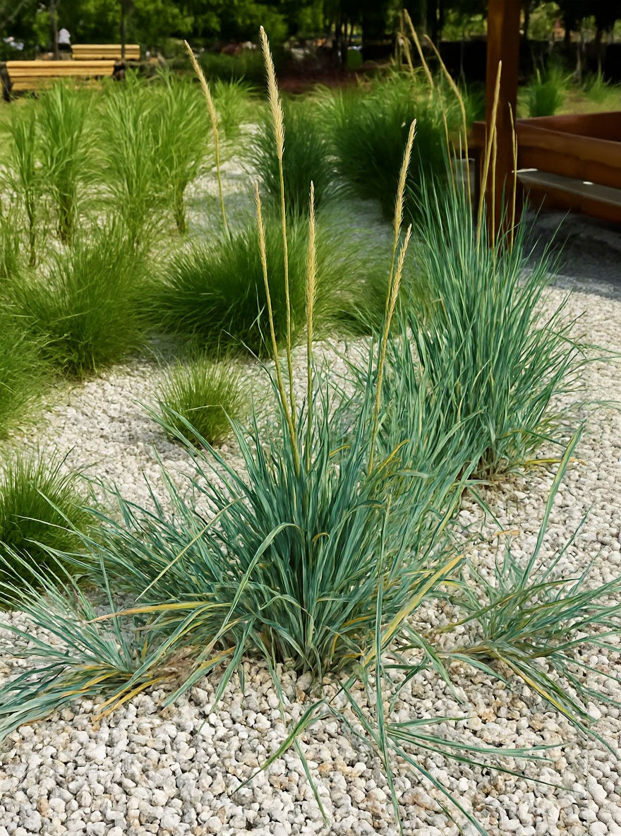 Blaustrandhafer / Dünengras kaufen