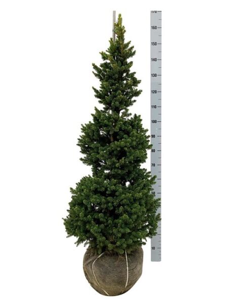 Zwerg-Rot-Fichte 'Will' / Picea abies 'Wills Zwerg'